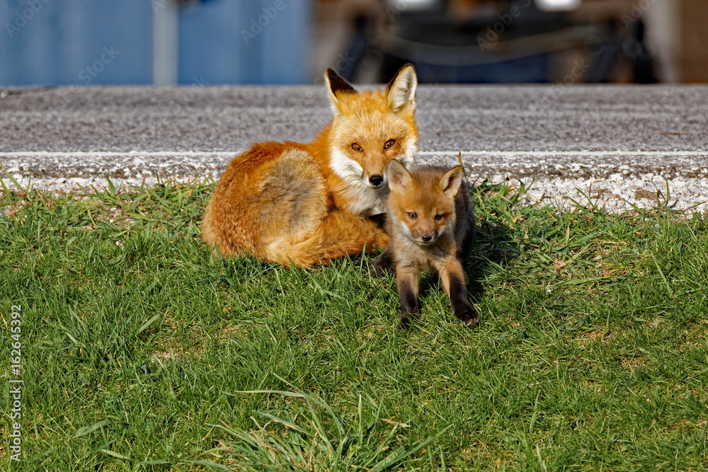 Obraz premium A Red Fox Vixen rests alongside her kit. Red Foxes tend to have large litters with seven or eight kits being common.