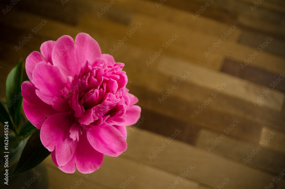 Pink peony over the floor