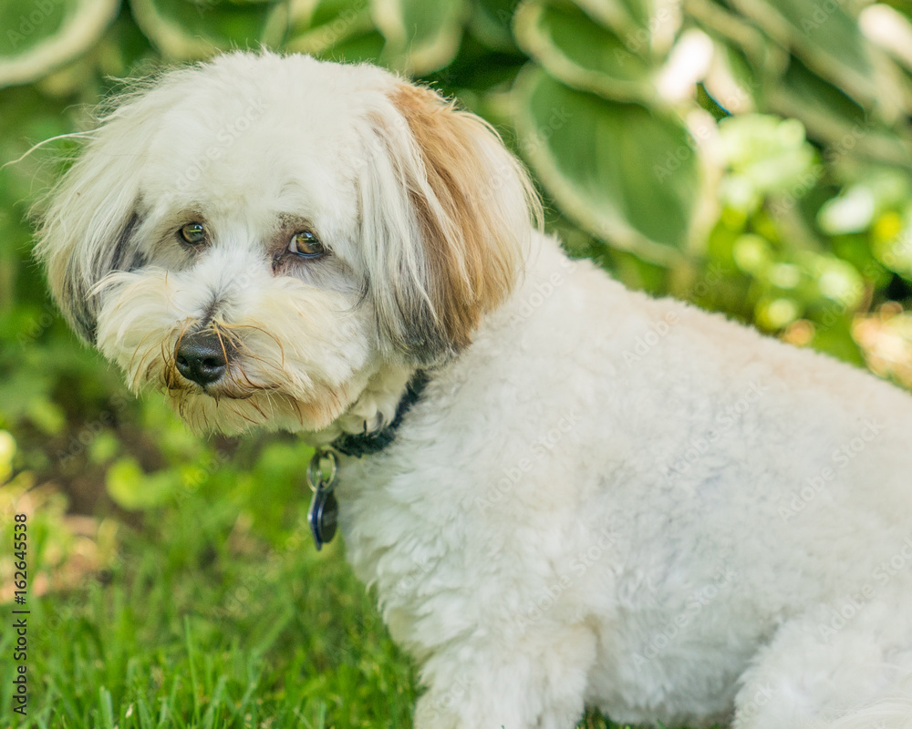 Coton de Tulear puppies playing in the sun on the grass