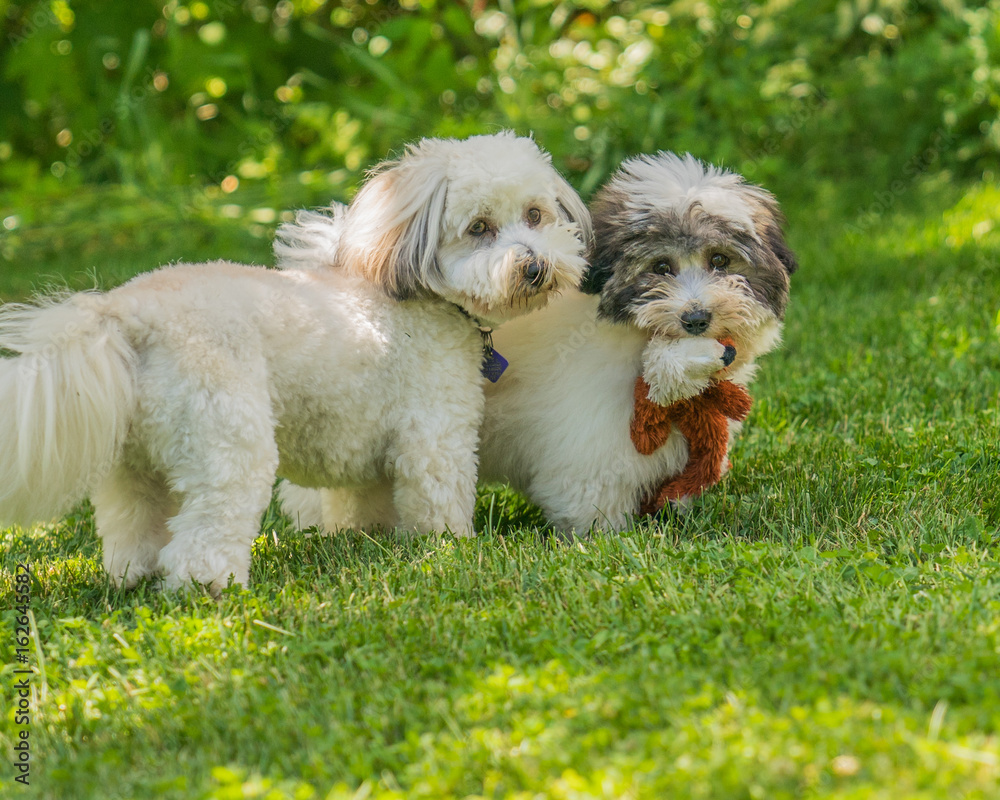 Coton de Tulear puppies playing in the sun on the grass Coton de Tulear puppies playing in the sun on the grass