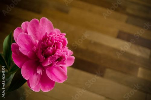Obraz na płótnie Pink peony over the floor w salonie