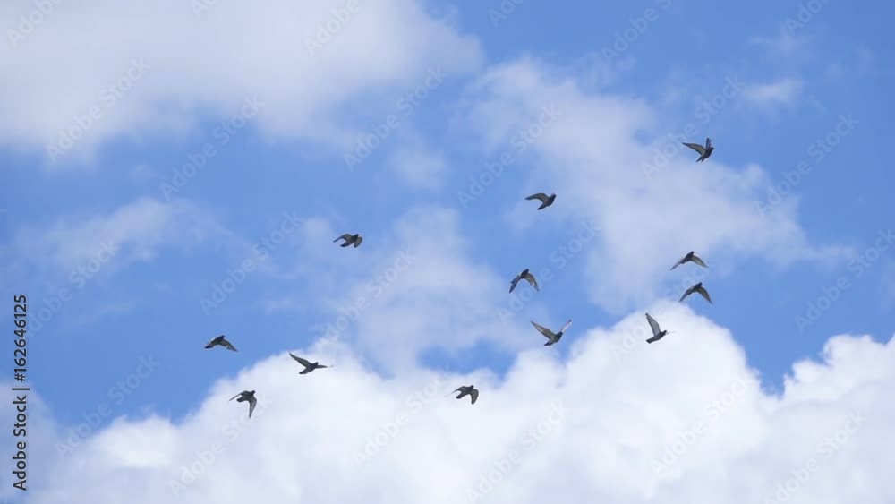 Small flock of pigeons shot in slow motion flying against blue cloudy sky