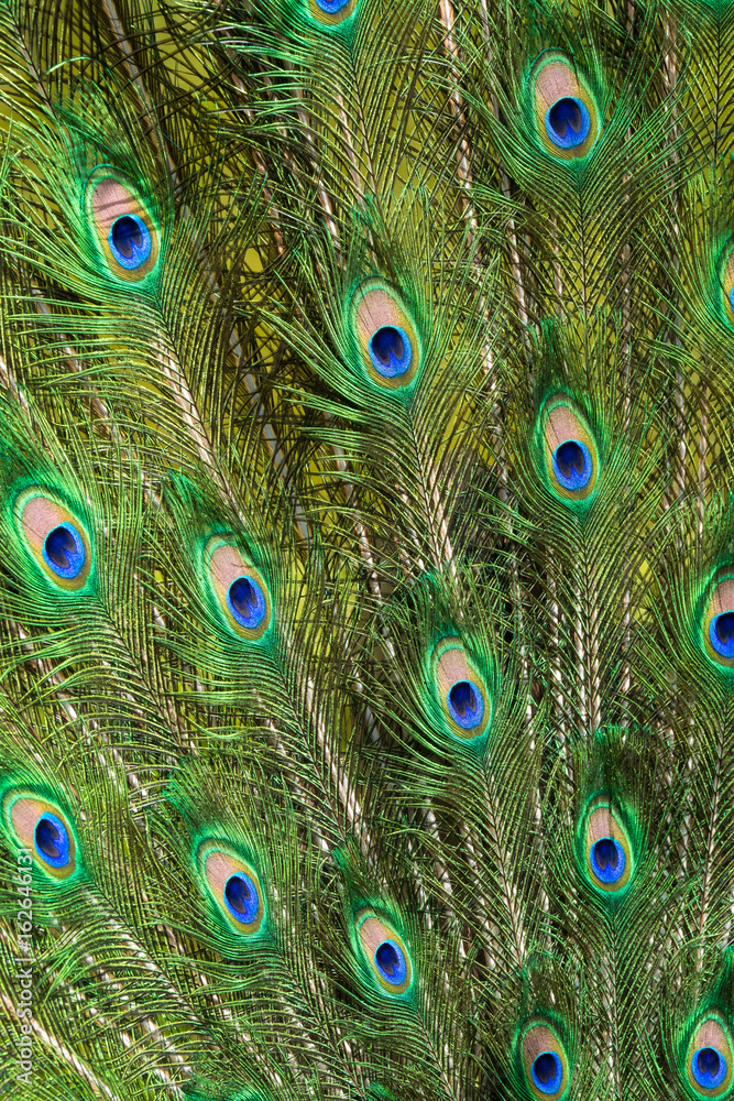 Obraz premium plume paon oiseau coleur coloré oiseau animal