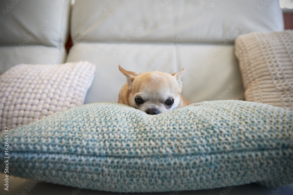 Chihuahua Dog Sitting On Cushion Indoors Chihuahua Dog Sitting On Cushion Indoors