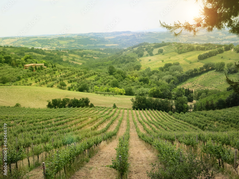 виноградники и живописные холмы Италии
