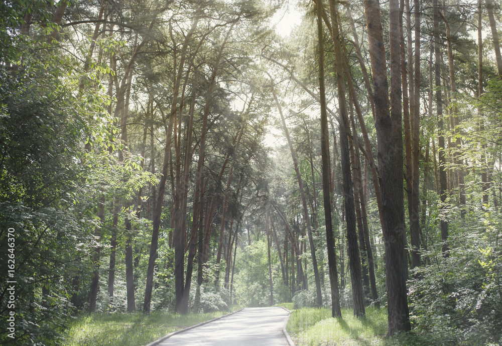 Fototapeta premium доржка в летнем парке