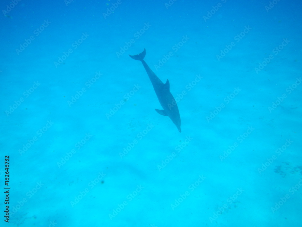 Dolphin / Mnemba Island, Zanzibar Island, Tanzania, Indian Ocean, Africa