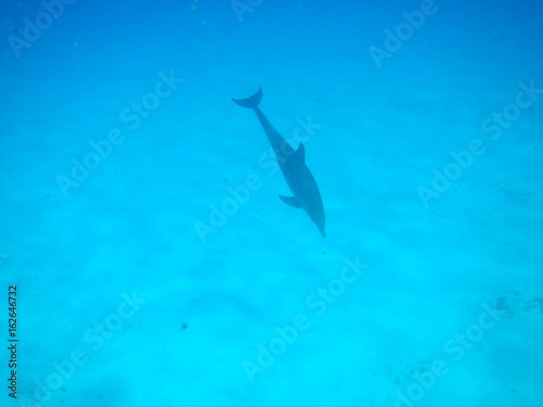 Dolphin / Mnemba Island, Zanzibar Island, Tanzania, Indian Ocean, Africa © sarlay