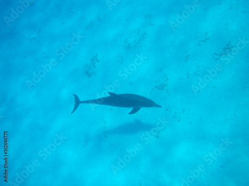 Dolphin   Mnemba Island  Zanzibar Island  Tanzania  Indian Ocean  Africa