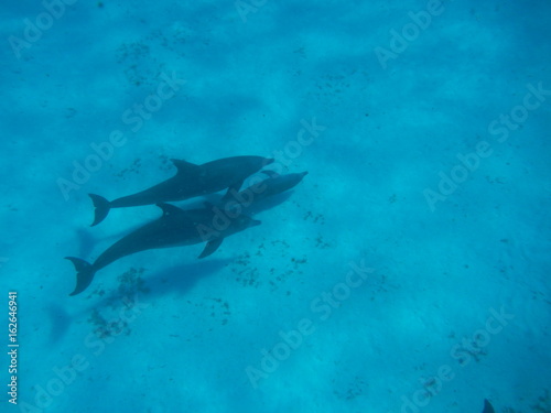 Dolphin Family close Mnemba Island  Zanzibar Island  Tanzania  Indian Ocean  Africa