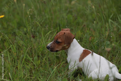 Funny little puppy jack russell terrier