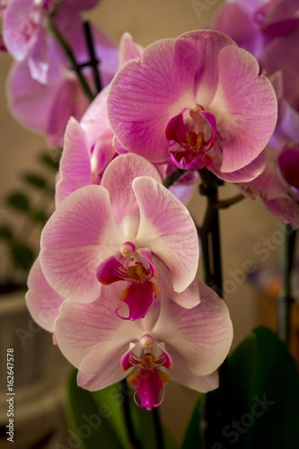 Beautiful home made pink orchid