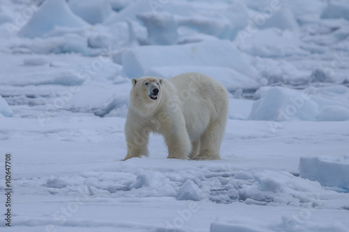 Polar Bear (Ursus maritimus),