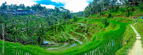 Beautiful landscape with green rice terraces near Tegallalang village, Ubud, Bali, Indonesia photo