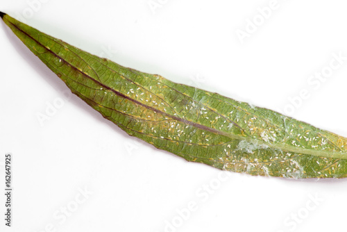 Plague of mealybug under side of leaf photo