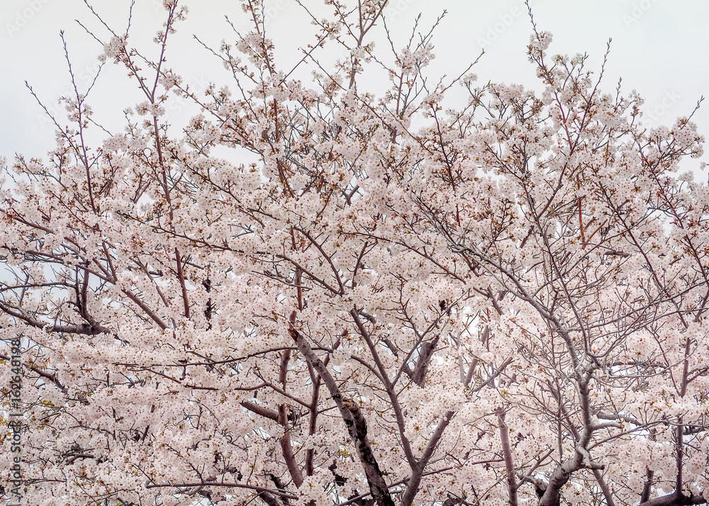 White Sakura full blooming at the season, Okayama, Japan White Sakura full blooming at the season, Okayama, Japan