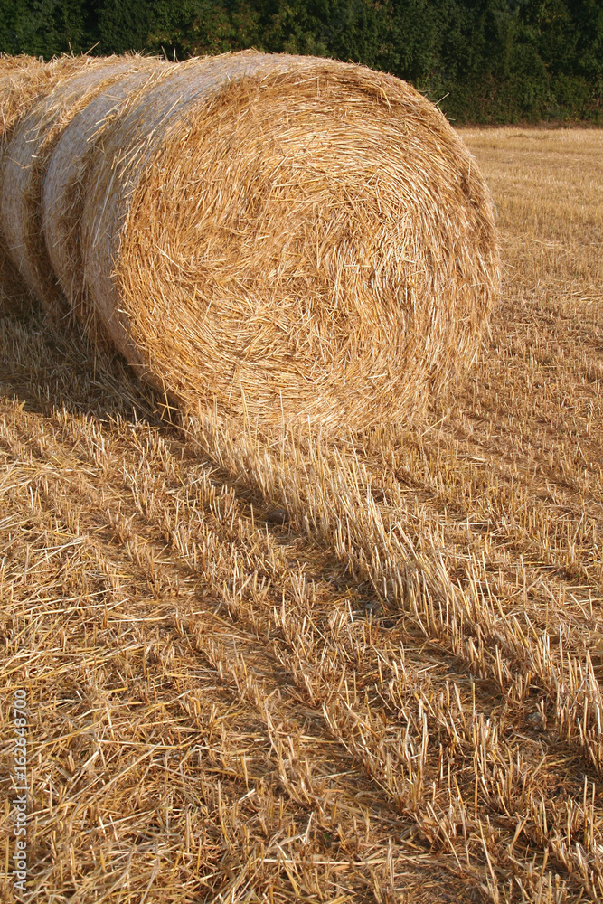 Balle di fieno secco su campo in estate Balle di fieno secco su campo in estate