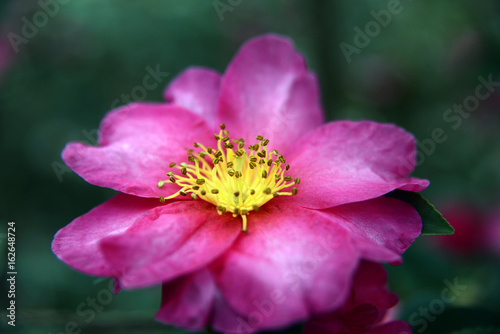 A rose is a woody perennial flowering plant of the genus Rosa, in the family Rosaceae, or the flower it bears. There are over a hundred species and thousands of cultivars.