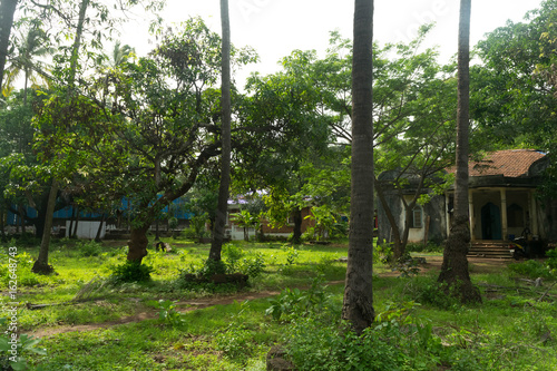 Greenery landscape in Monsoon Goa