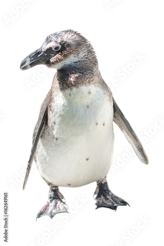Isolated at white background funny African penguin