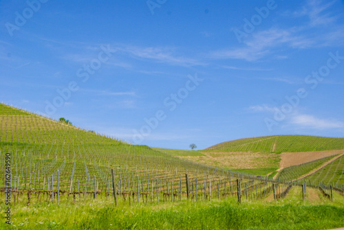 Fototapeta Naklejka Na Ścianę i Meble -  Vineyards of Langhe, Piedmont - Italy