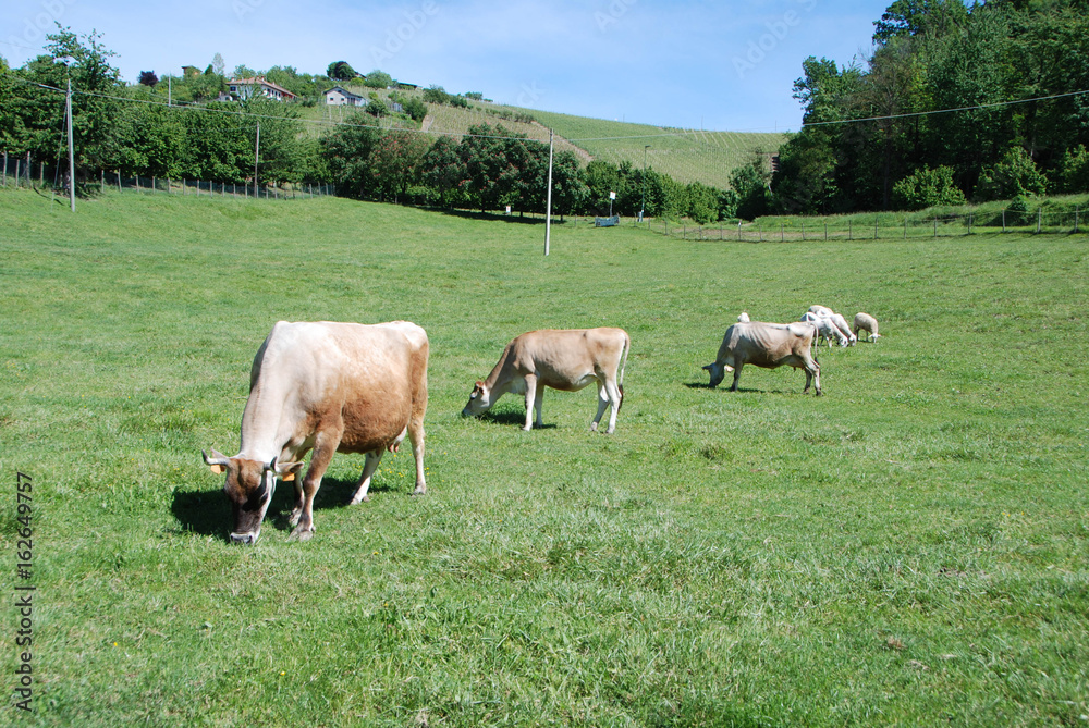 Cows grazing