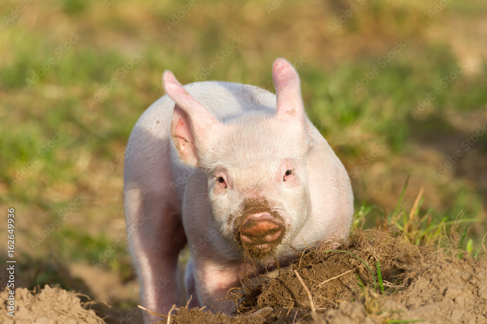 Wühlendes glückliches Ferkel mit sandiger Schnauze Wühlendes glückliches Ferkel mit sandiger Schnauze