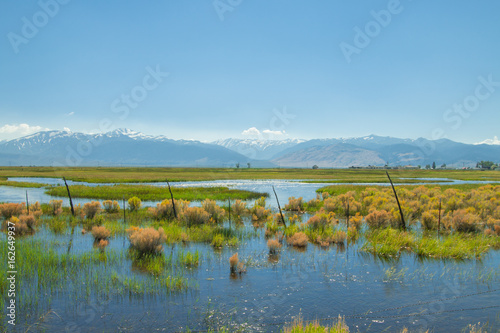 beautiful spring landscape of  a watery meadow.
