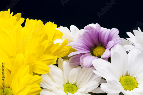 Closeup white  yellow and violet chrysanths  black background