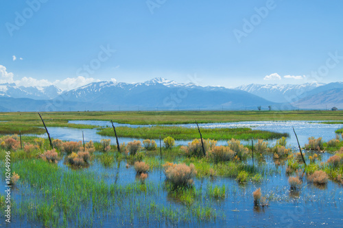 beautiful spring landscape of  a watery meadow.