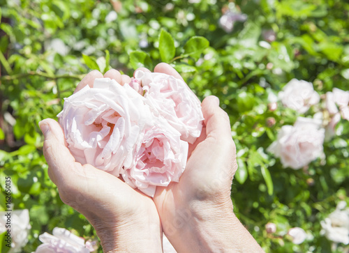 Rosen in der Hand