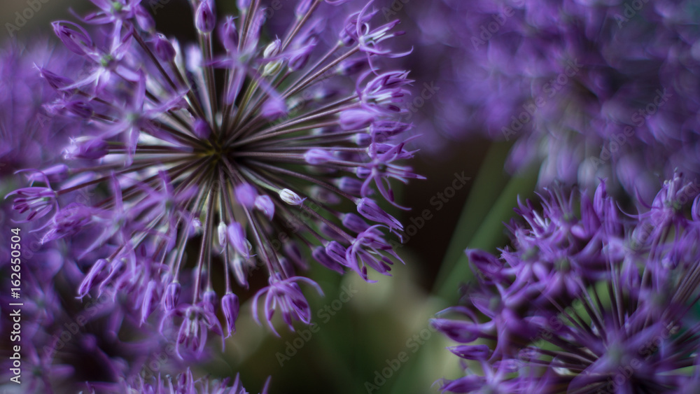 Spring brings me some purple beauty Spring brings me some purple beauty
