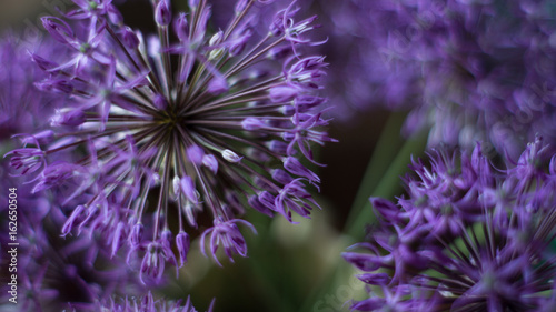 Spring brings me some purple beauty