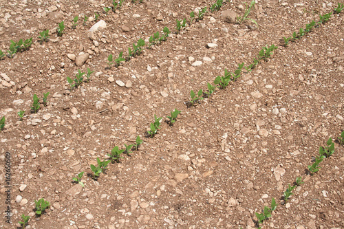 Giovani germogli di piante di Soia nel campo