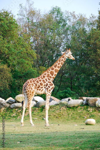 Giraffe in a park in Italy