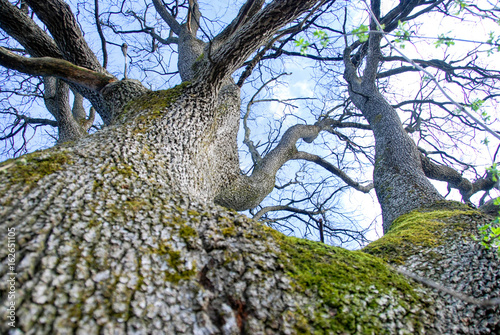 Detail of a majestic oak tree trunk photo