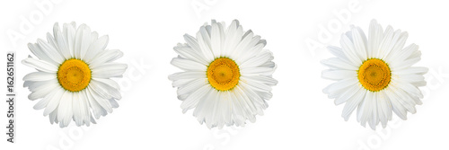 Isolated collage of chamomile flowers on white background