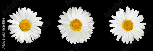 Isolated collage of chamomile flowers on black background