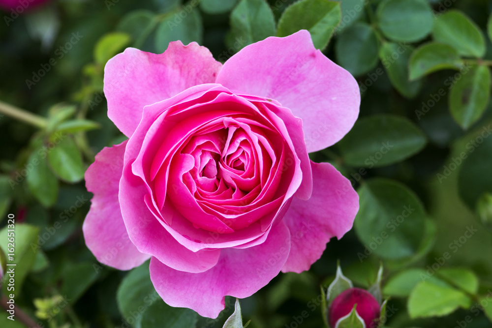 A rose is a woody perennial flowering plant of the genus Rosa, in the family Rosaceae, or the flower it bears. There are over a hundred species and thousands of cultivars. A rose is a woody perennial flowering plant of the genus Rosa, in the family Rosaceae, or the flower it bears. There are over a hundred species and thousands of cultivars.