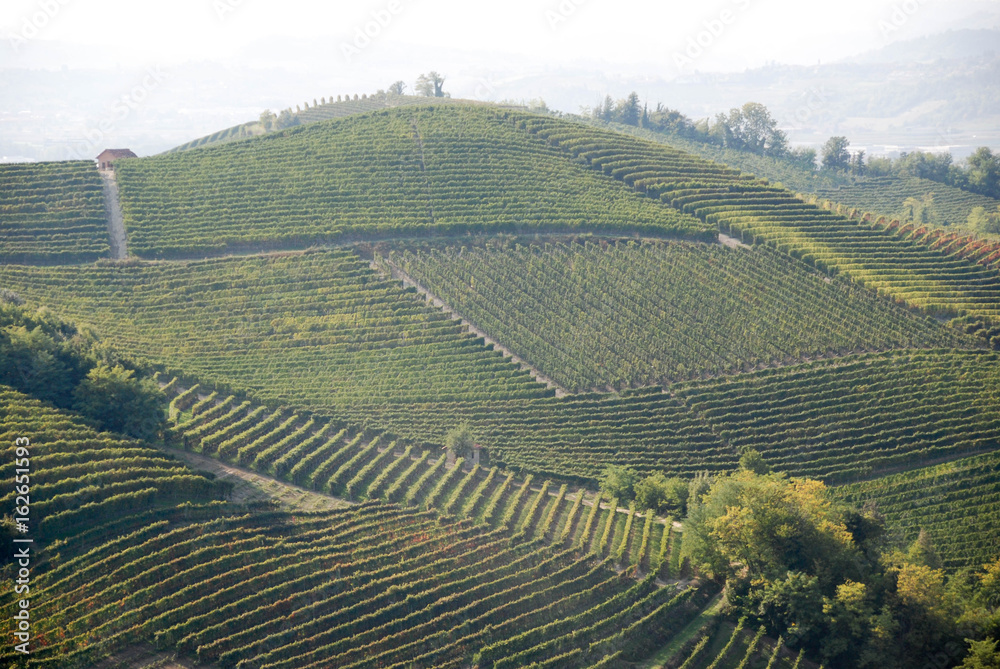 Vineyard of Langhe, Piedmont - Italy
