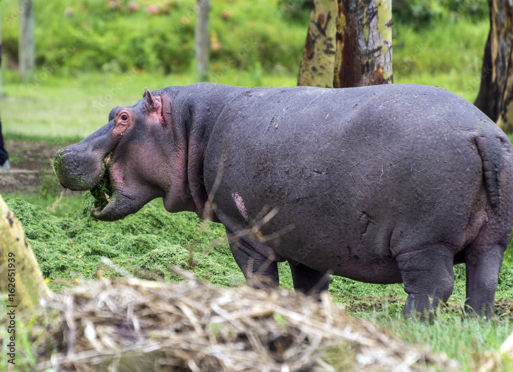 Hippopotamus on the shore of Nakuru lake Hippopotamus on the shore of Nakuru lake