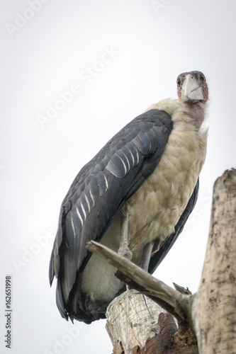 gyps sitting on a tree near Lake Nakuru photo