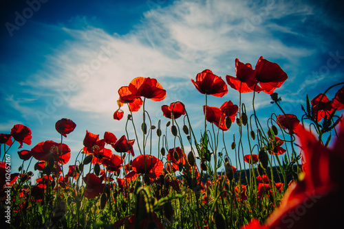 beautiful poppy seed field