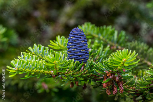 Blue cone on a Korean fir tree. photo