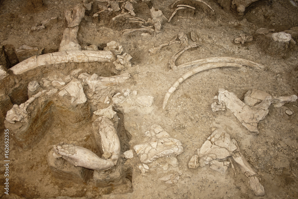 Fototapeta premium Mammoth fossils in an excavation