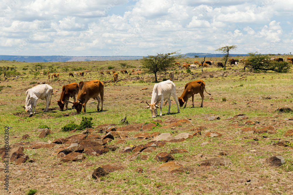 cows grazing in savannah at africa cows grazing in savannah at africa