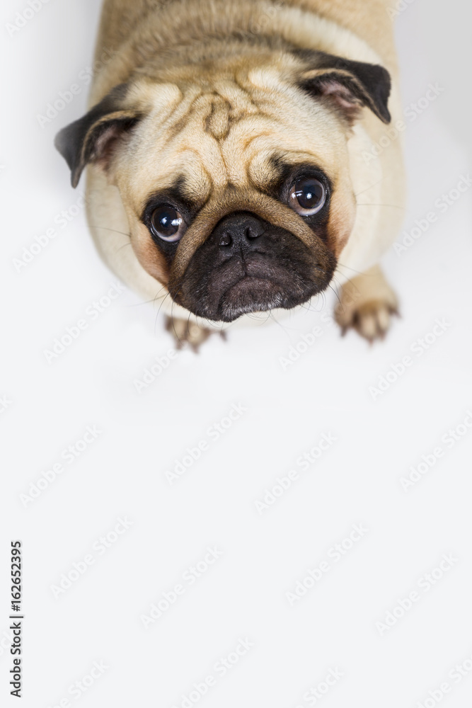 Obraz premium dog on a light background close-up. Pug.