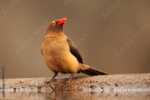 The red-billed oxpecker (Buphagus erythrorhynchus) at the waterhole photo