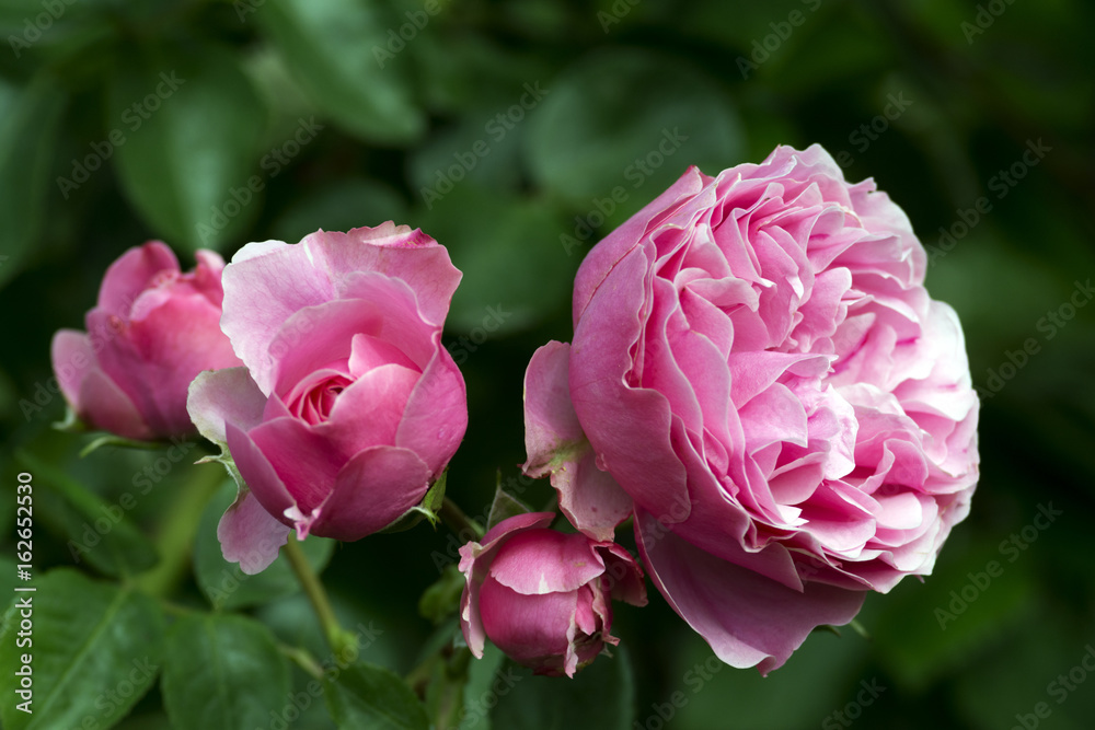 A rose is a woody perennial flowering plant of the genus Rosa, in the family Rosaceae, or the flower it bears. There are over a hundred species and thousands of cultivars. A rose is a woody perennial flowering plant of the genus Rosa, in the family Rosaceae, or the flower it bears. There are over a hundred species and thousands of cultivars.