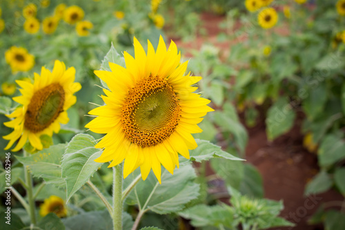 Fototapeta Naklejka Na Ścianę i Meble -  Beautiful big sun flower close up.